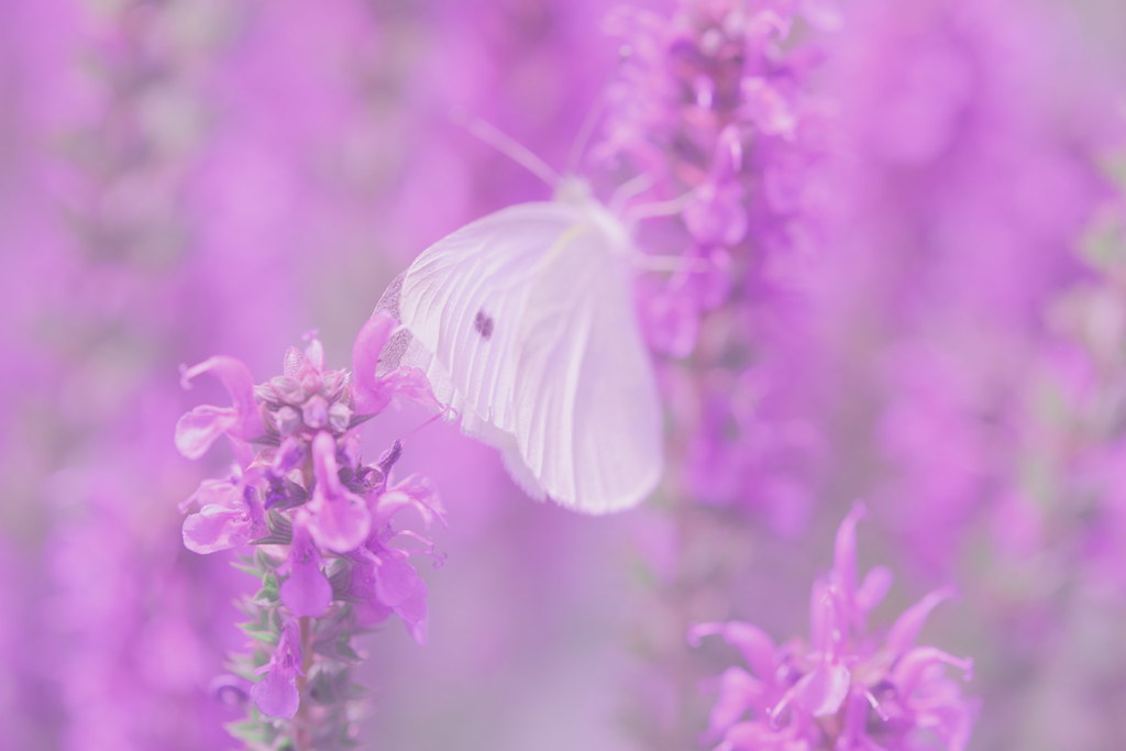 Palmeiras x Botafogo: O que pode mexer com as odds no confronto do Brasileirão
